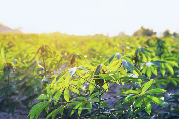 Agriculture